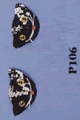 Pussy Cat Pasties