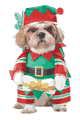 California Costumes ＜Lady Cat＞ Elf Pup Dog Costume