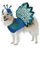 California Costumes ＜Lady Cat＞ Pretty as a Peacock Dog Costume