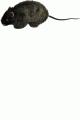 Forum Novelties ＜Lady Cat＞ Furry Black Rat画像